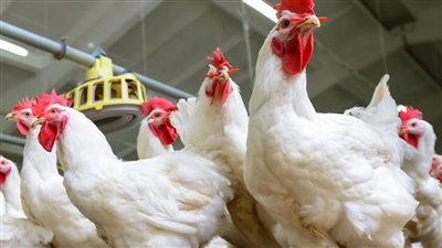 تراجع جديد في أسعار الدواجن اليوم 17- 5 - 2023