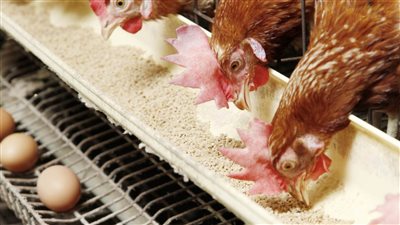  أسعار الأعلاف والحبوب اليوم، طن علف الصويا يتراجع 700 جنيه بالأسواق