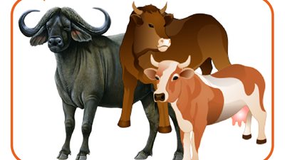 أسعار أضاحي العيد من العجول البقري والجاموسي (إنفوجراف)