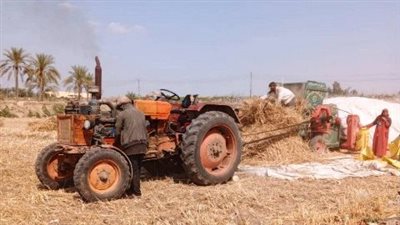 توريد 437 ألف طن قمح لصوامع الشرقية