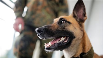  مركز السموم يقدم نصائح للمواطنين حال التعرض لعض حيوان