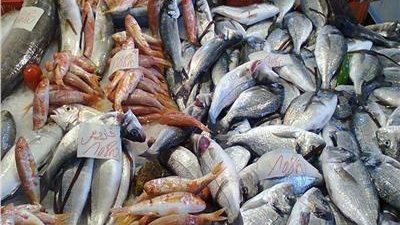 أسعار الأسماك اليوم، السمك البلطي يتراجع لـ 70 جنيهًا في سوق العبور