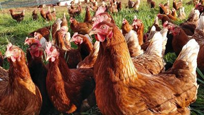 استقرار أسعار الدواجن في الأسواق اليوم