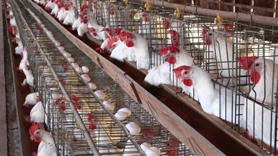  توقعات صادمة لشعبة الثروة الداجنة بشأن أسعار الفراخ بعد رفع الفائدة 