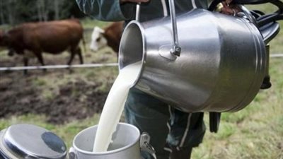 30 % تراجعا في إنتاج مزارع الألبان بسبب انخفاض المبيعات 