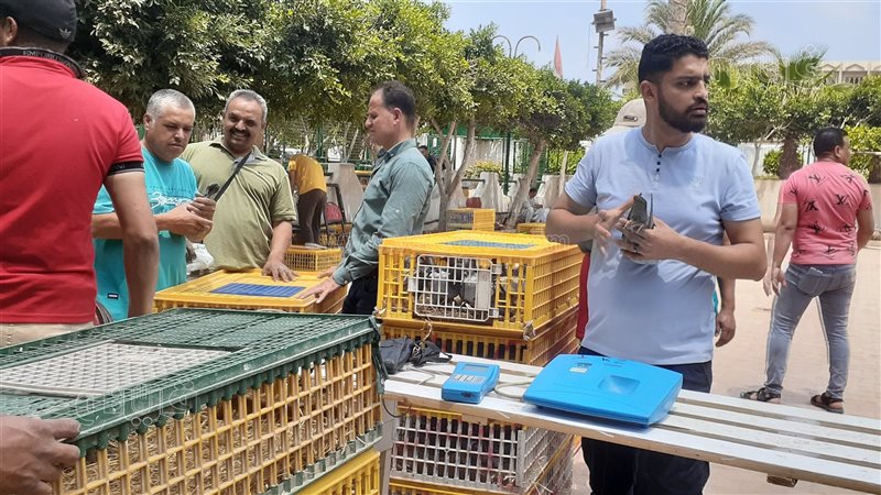 إطلاق 3000 حمامة
