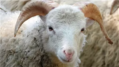 تفسير حلم شراء الخروف في المنام وعلاقته بالتخلص من الهموم والأحزان 