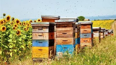 تعرف على الشروط والتغطيات التأمينية لمشروعات تربية النحل 