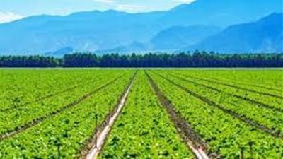 تفسير حلم الزرع الأخضر في المنام وعلاقته بالراحة النفسية وتسديد الديون 