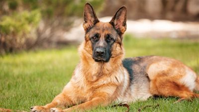 تفسير رؤية قتل الكلب في المنام وعلاقته بالشفاء من الأمراض والتمتع بالصحة 