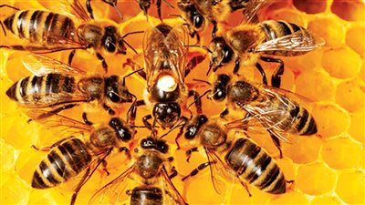 دراسة علمية تكشف تأثير خطوط الكهرباء على حياة النحل 