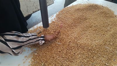 توريد 284 ألف طن من محصول القمح بشون وصوامع المنيا