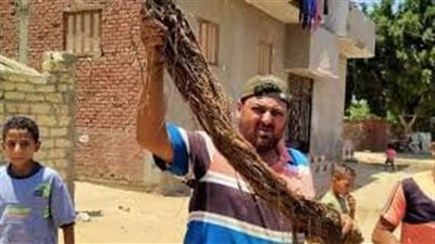 رئيس مياه القناة: تطهير الشبكات من جذور الأشجار بالسويس والإسماعيلية وبورسعيد