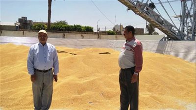 توريد 52 ألف طن قمح لشون وصوامع سوهاج