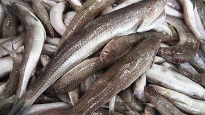 الداودي يبحث استعدادات إلقاء مليون زريعة أسماك بلطي بنيل قنا 