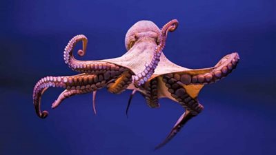 نشطاء يحتجون على إنشاء مزرعة الأخطبوط في إسبانيا