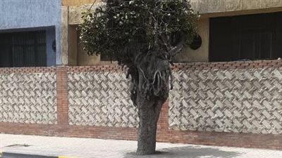 إزالة منزل الشجرة بالإسكندرية وقطع أجزاء منها (صور)