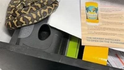 قيلولة لثعبان ضخم في الدرج تثير رعب الموظفين في أستراليا