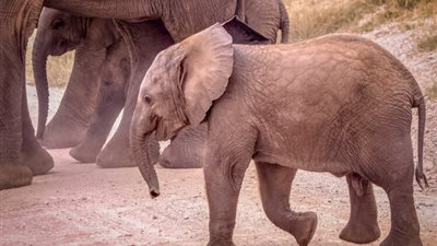 دراسة: الأفيال تستمتع باستقبال زائري حدائق الحيوان