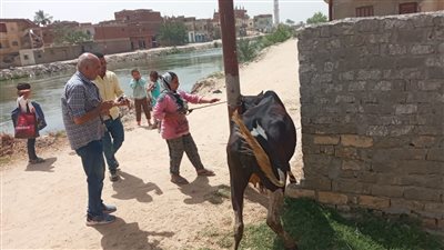 استمرار القوافل البيطرية لعلاج وتحصين الماشية والدواجن فى الإسماعيلية