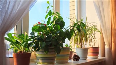 مركز السموم يحذر من نباتات الزينة وأعشاب العطار: تسبب الوفاة