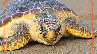 الماتا ماتا والقاطور النهاشة.. أخطر 7 أنواع سلاحف في العالم (فيديوجراف)