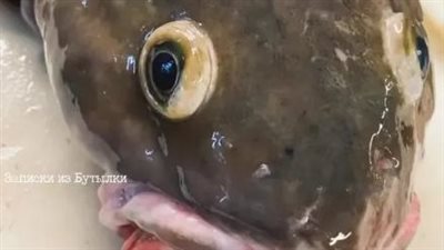 صياد روسي يوثق صيدا نادرا لسمكة تخرج أحشاؤها من فمها (فيديو)