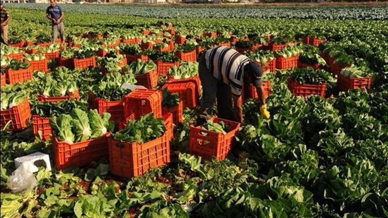 الصادرات الزراعية،