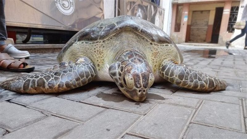 السلحفاة المصرية