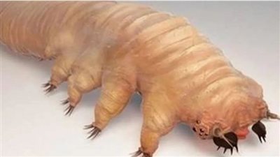 مخلوقات غريبة بـ 8 أرجل تزحف على وجوه البشر وتسبب أمراض جلدية