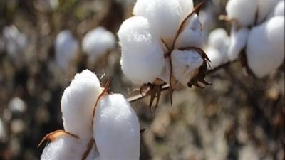 صناعة النواب توصي الحكومة بشراء القطن بالسعر العالمي 