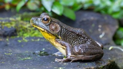 تفسير رؤية الضفدع في المنام وعلاقته بالتحسن الملحوظ في الحياة 