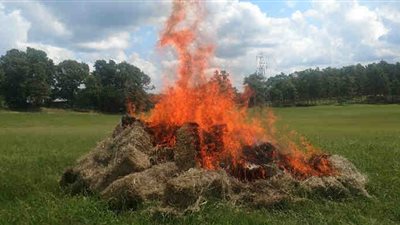 الأزهر يُؤكد حرمة حرق قش الأرز: إفساد في الأرض وإضرار بالنفس والبيئة