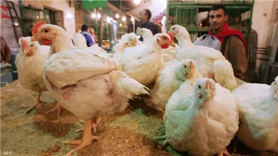ارتفاع جديد في أسعار البيض والدواجن في الأسواق اليوم الأربعاء 7 - 6 - 2023