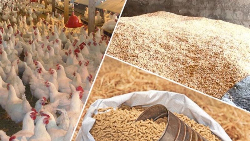 أسعار الأعلاف اليوم،