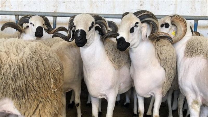 اسعار الخراف،فيتو