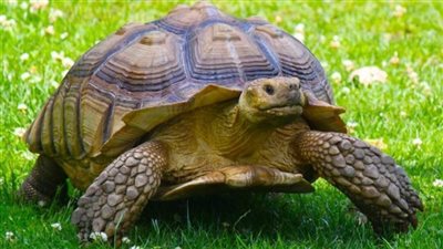 سلاحف تتسبب في تغريم مطعم 375 ألف يورو