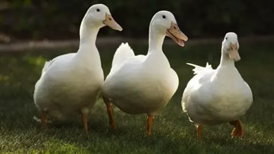 تفسير حلم البط في المنام وعلاقته بنقص الأموال الفترة القادمة 