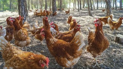 استقرار أسعار الدواجن اليوم في الأسواق، وأعلى سعر للبلدي 120 جنيها