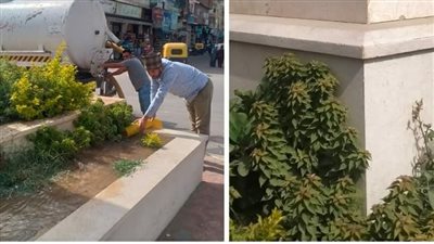 زراعة 14 ألفا و497 شجرة بشوارع وميادين أبو المطامير بالبحيرة (صور) 