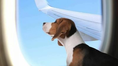 إطلاق أول خدمة خطوط طيران K9 Jets لنقل الحيوانات الأليفة