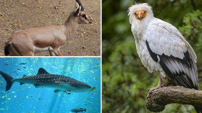 تراجع أعداد نصف الأنواع الحيوانية على كوكب الأرض، ما القصة؟