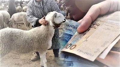 سعر كيلو اللحم القائم للعجول والخراف بالأسواق، ومربي ماشية يتوقع ارتفاعها قبل عيد الأضحى