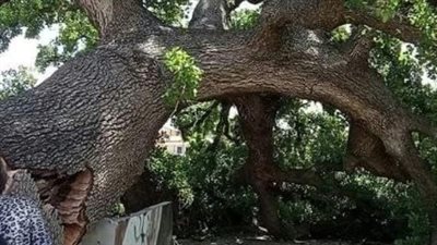 سقوط شجرة عمرها 5 قرون في سوريا (صور)
