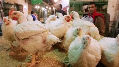 3 أسباب وراء عودة ارتفاع أسعار الدواجن.. أبرزها زيادة تكلفة استيراد الذرة