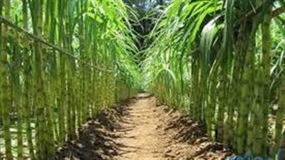 تفسير رؤية القصب في المنام وعلاقتها بتدهور الوضع المادي