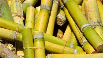 تفسير رؤية القصب في المنام وعلاقتها بالوضع المادي السيئ 