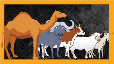 الخراف تفوز في ماراثون اختيار أضحية العيد.. والجمال في المرتبة الثانية.. والعجول خارج المنافسة، خبراء: موسم عيد الأضحى 2023 قلب الموازين