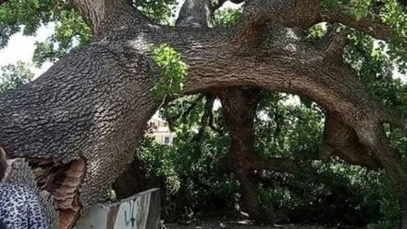 شجرة البلوط المعمرة،