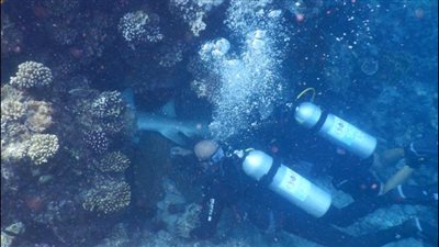 باحث بيئي ينقذ سمكة قرش عالقة بالشعاب المرجانية في بورت غالب (صور)